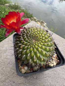 Preview: Sulcorebutia mariana